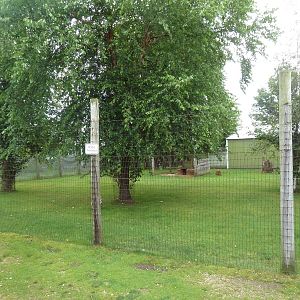 Reeve's Muntjac Exhibit