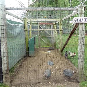 Guineafowl Exhibit
