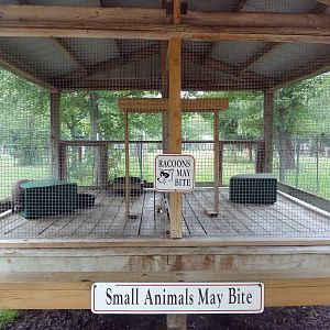 Raccoon Exhibit