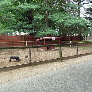 Domestic Pig Yard