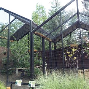 Rare Bird Exhibit Complex - Northern Helmeted Curassow/Black-Throated Magpi