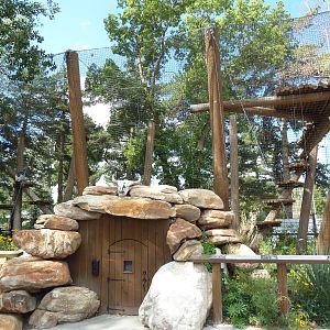 King of the Andes - Andean Condor Exhibit (New in 2013)