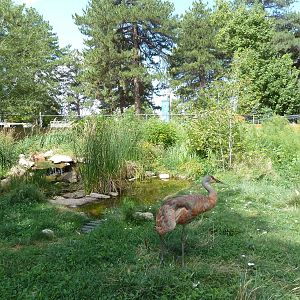 Sandhill Crane Exhibit