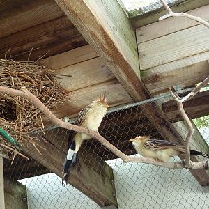 Destination Argentina Walk-Through Aviary - Guira Cuckoos