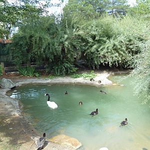 Destination Argentina - Waterfowl Pond (3 Species)