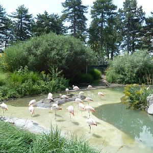 Destination Argentina - Lagoon (9 Species)