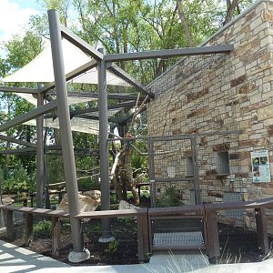 Great Green/Green-Winged/Blue-and-Gold Macaw Exhibit