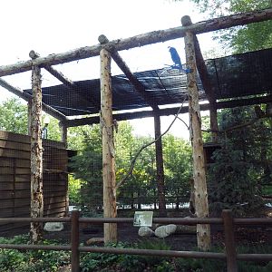 Owl Forest - Barred Owl Aviary