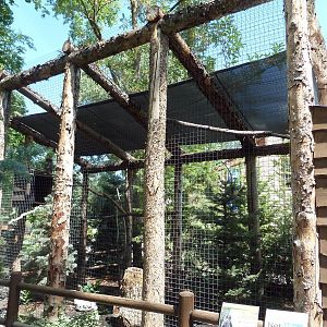 Owl Forest - Great Grey Owl Aviary
