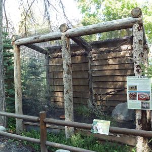 Owl Forest - Burrowing Owl Aviary