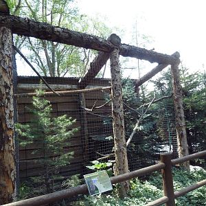 Owl Forest - Long-Eared Owl Aviary