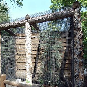 Owl Forest - Eastern Screech Owl Aviary