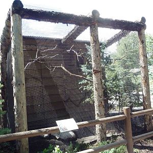 Owl Forest - Western Screech Owl Aviary
