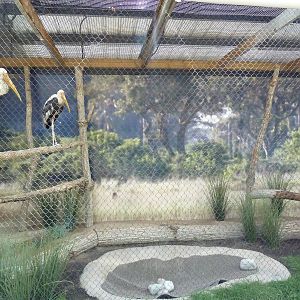 Painted Stork Exhibit