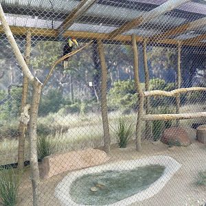 Wrinkled Hornbill Exhibit