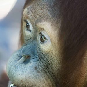 Sumatran Orangutan