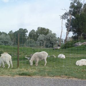 Drive-Through Area - Rocky Mountain Goat Exhibit
