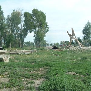 Drive-Through Area - American Black Bear Exhibit