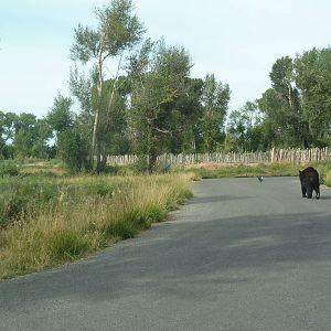 Drive-Through Area - American Black Bear