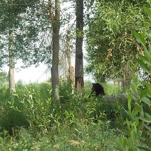 Drive-Through Area - American Black Bear