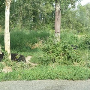 Drive-Through Area - American Black Bears