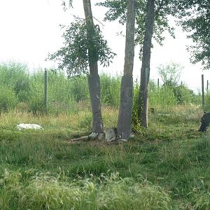 Drive-Through Area - Grey Wolves + American Black Bears