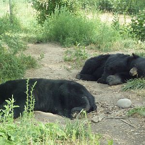 Drive-Through Area - American Black Bears