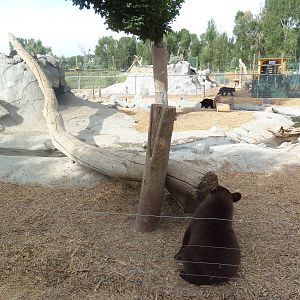 American Black Bear Cubs