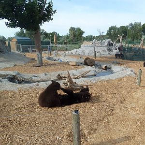 American Black Bear Cubs