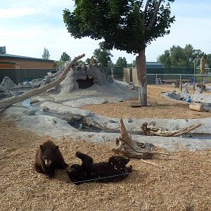 American Black Bear Cubs
