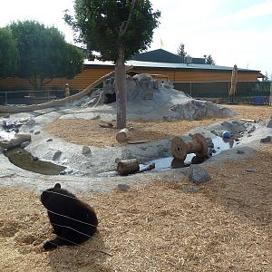 American Black Bear Cubs