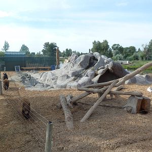 American Black Bear Cubs