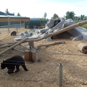 American Black Bear Cubs