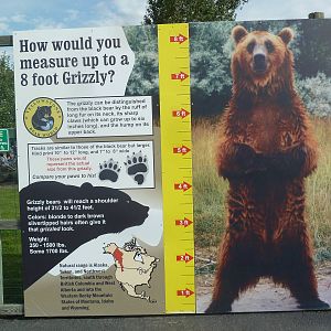 Grizzly Bear Sign