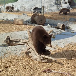 American Black Bear Cubs