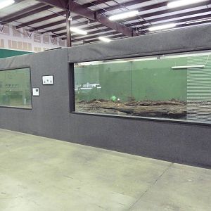 American Alligator Exhibit