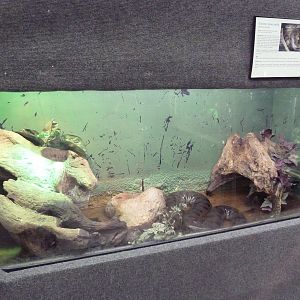Green Anaconda Exhibit
