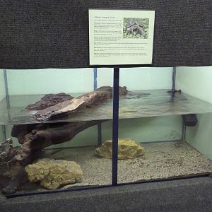 Alligator Snapping Turtle Exhibit