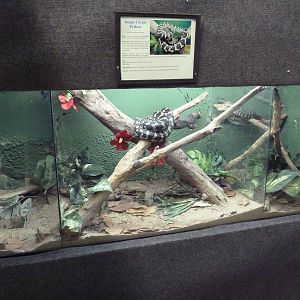 Jungle Carpet Python Exhibit