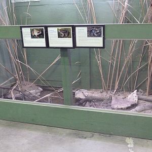 Open-Topped Frog Exhibit