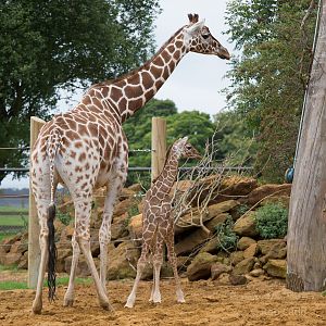 Reticulated giraffe (Ijuma and calf) : Whipsnade : 29 Aug 2014 (+video)