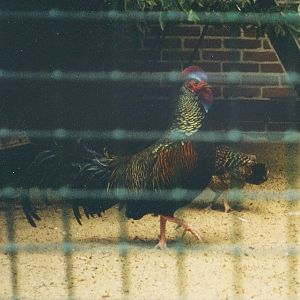 Green Junglefowl (Gallus varius) June 2000