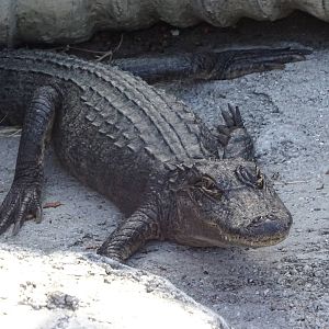 American Alligator at Gator Golf - 28/08/2014