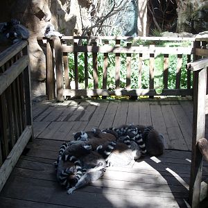 Skansen Aquarium - Lemurs