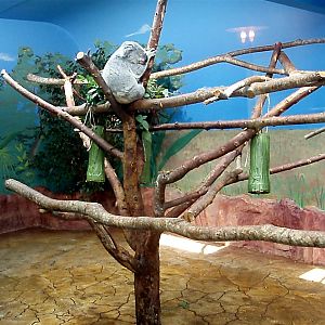 Skansen Aquarium - Koala exhibit