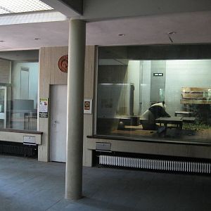 Giant panda Inside cages