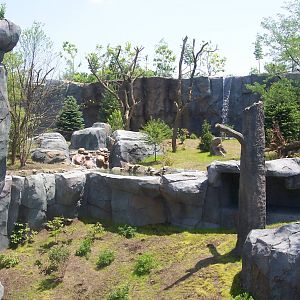 Amur Tiger Exhibit