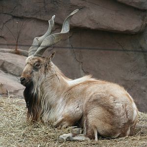 Columbus Zoo - Male Markhor