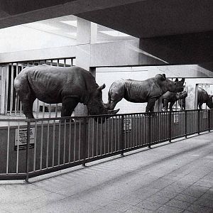 Three species of rhinos one one picture