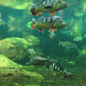 Southamerica Tank with Piraya